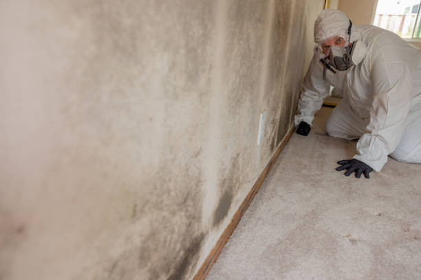 Best Mold Odor Removal Services  in Cherokee, IA